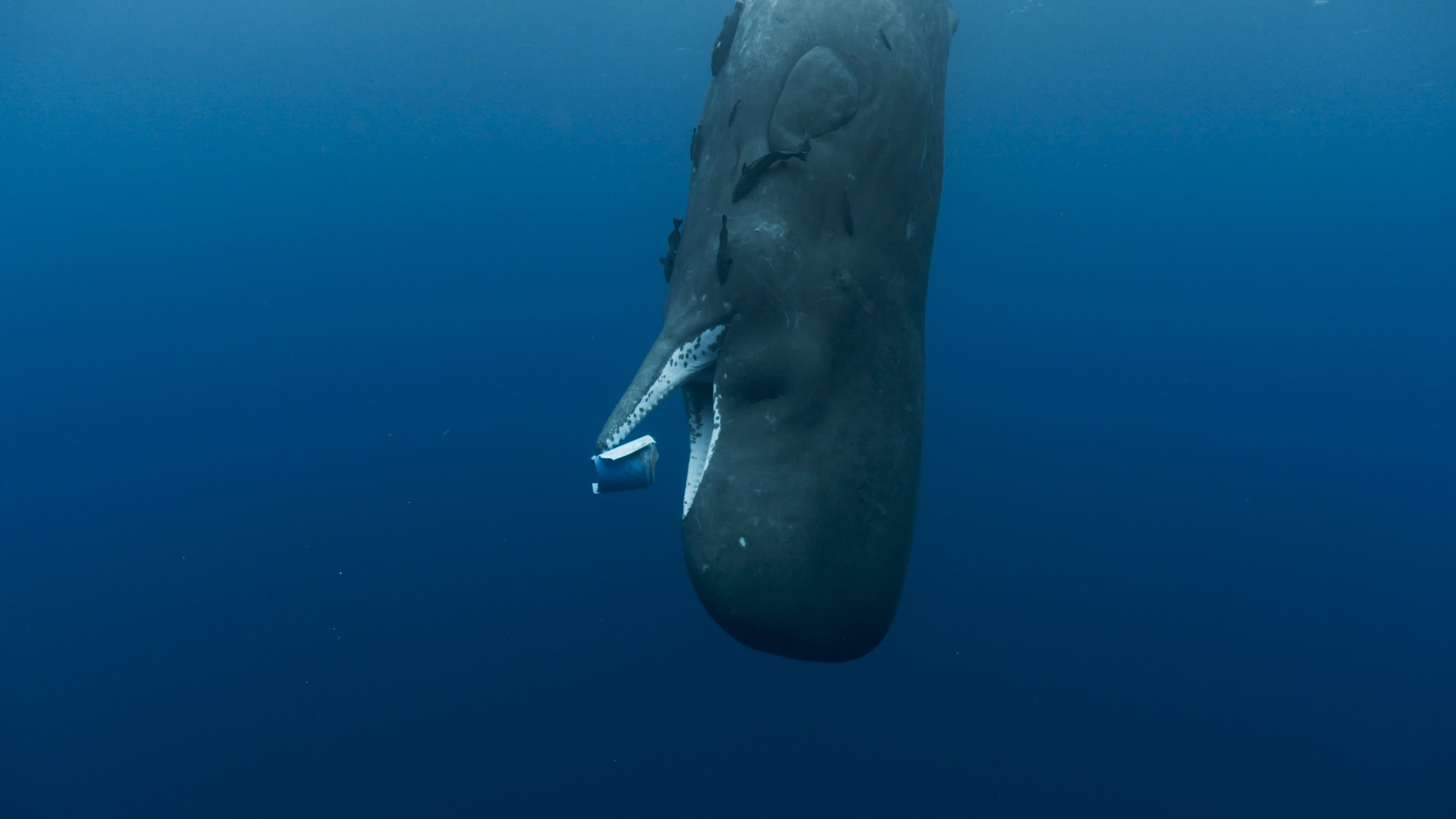 Whale Nation backdrop